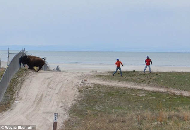 Un homme survit après une attaque de bison à Antelope Island - Sajou
