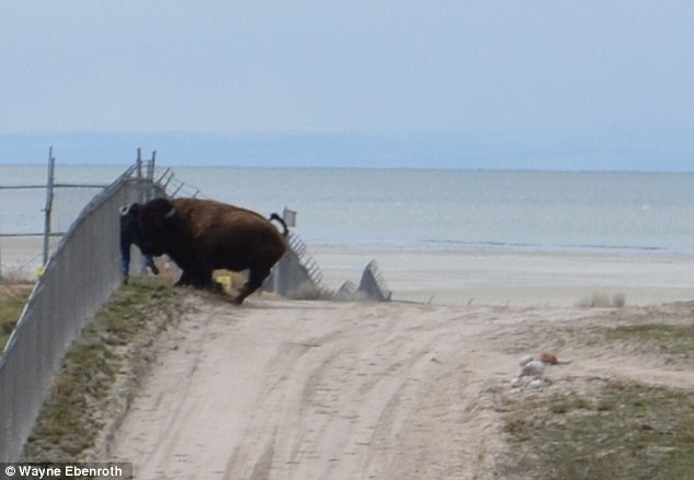Un homme survit après une attaque de bison à Antelope Island 3 - Sajou