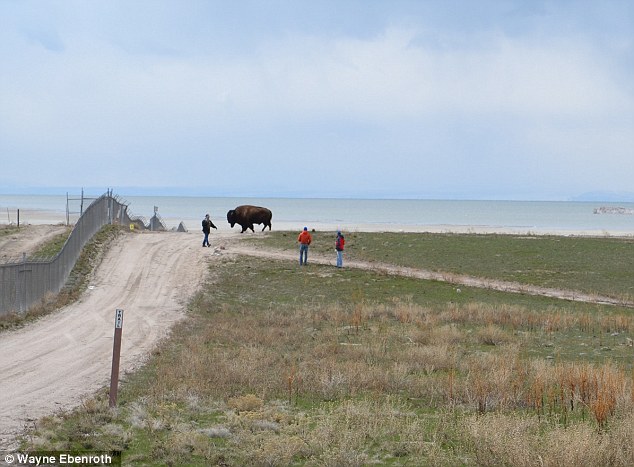Un homme survit après une attaque de bison à Antelope Island 4 - Sajou