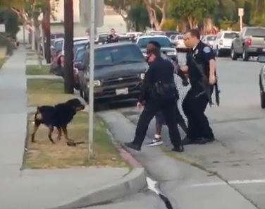 Un chien voulant protéger son maitre se fait tuer par la police
