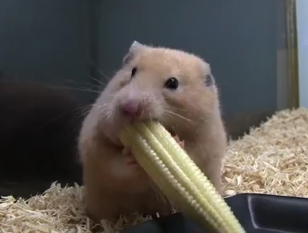 Un Hamster japonais met un épi de maïs dans sa joue