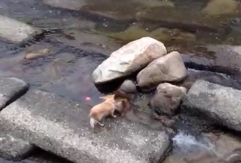 Un chien joue seul à la balle au milieu d’une rivière
