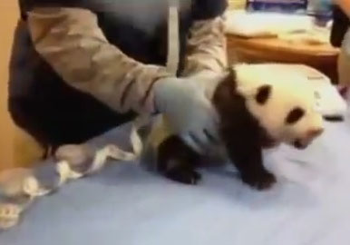 Un bébé panda crie comme un humain