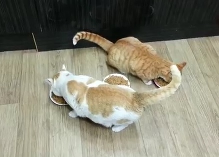 Un chat trolle un autre chat pour manger