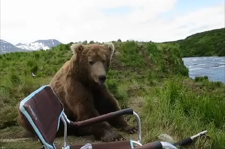 Un ours brun se pose tranquillement à côté d’un photographe