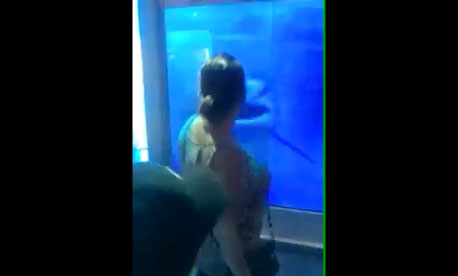 Un requin brise la vitre d’un aquarium pour attaquer une femme