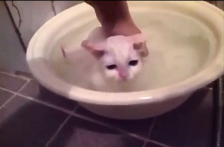 Un petit chat qui ne veut pas sortir de son bain