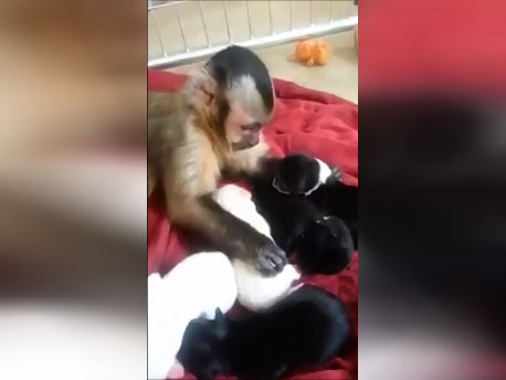 Un singe fait la nounou auprès de bébés chiens