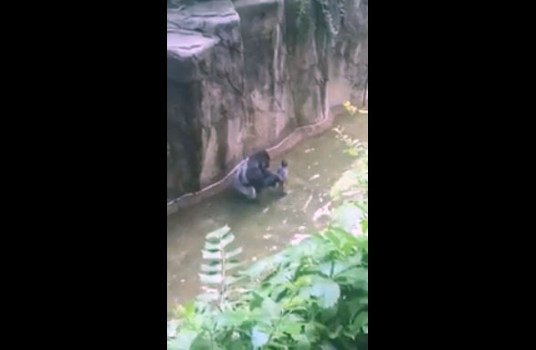 Un enfant tombe dans un enclos à Gorilles