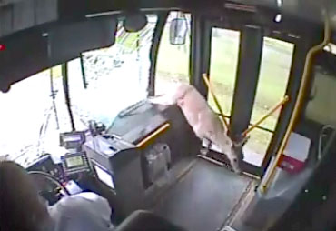 Une biche rentre dans un bus par accident