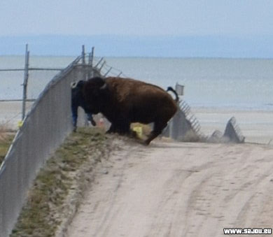 Un homme survit après une attaque de bison