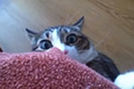 Un chat choqué de vous voir