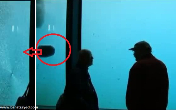 Un ours polaire casse une vitre d’aquarium avec un rocher