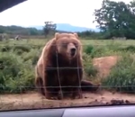 Un ours poli dit au revoir avec sa patte