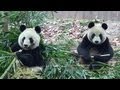 Les pandas qui freezent font bien rigoler !