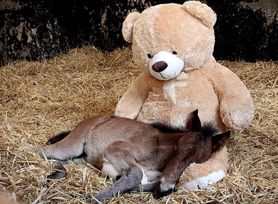 Un poulain abandonné se lie d’affection avec un ours en peluche