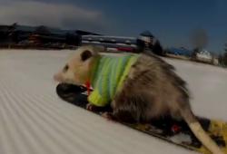 Ratatouille, l'opossum qui fait du snowboard