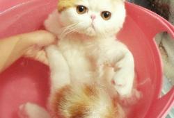 Le bain d'un petit chat japonais mignon dans un seau