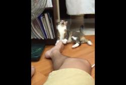 Réaction épique d'un chat à un pied qui pue
