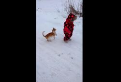 Un chat trolle une petite fille qui se ballade dans la neige