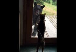 Un petit chat fait peur à un ours