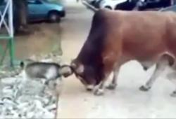 Une chèvre fait un tête contre tête avec un taureau