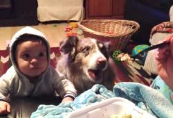 Un chien dit "mama" à la place du bébé pour avoir à manger