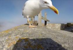 Un goéland vole une caméra GoPro à un couple de touristes
